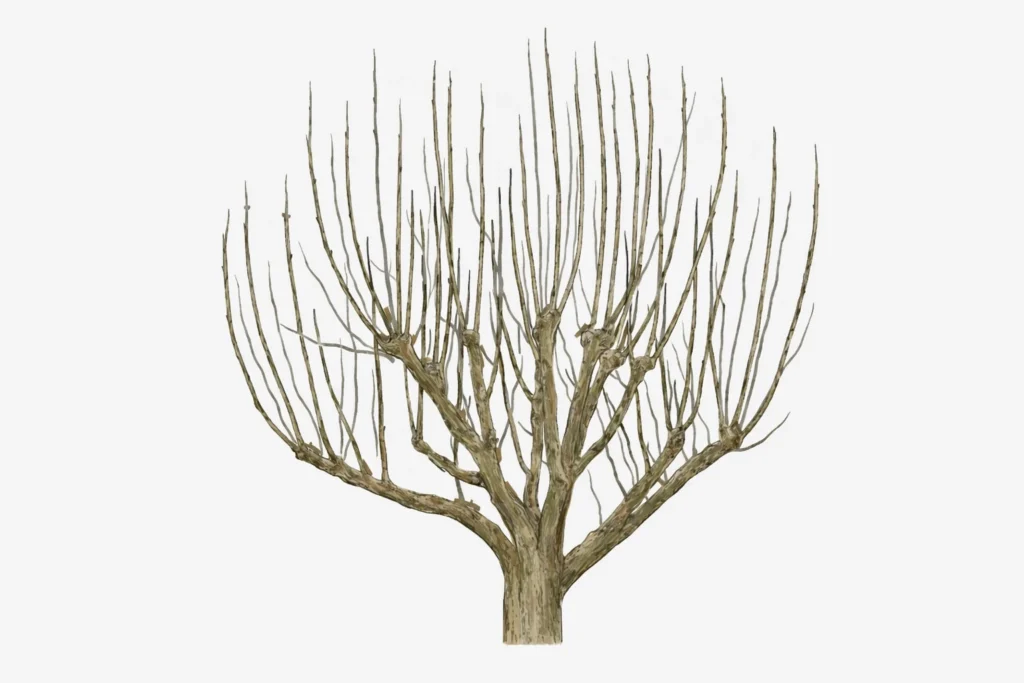 Illustrated diagram showing a fruit tree after pruning, with clean branch structure and no labels or markings